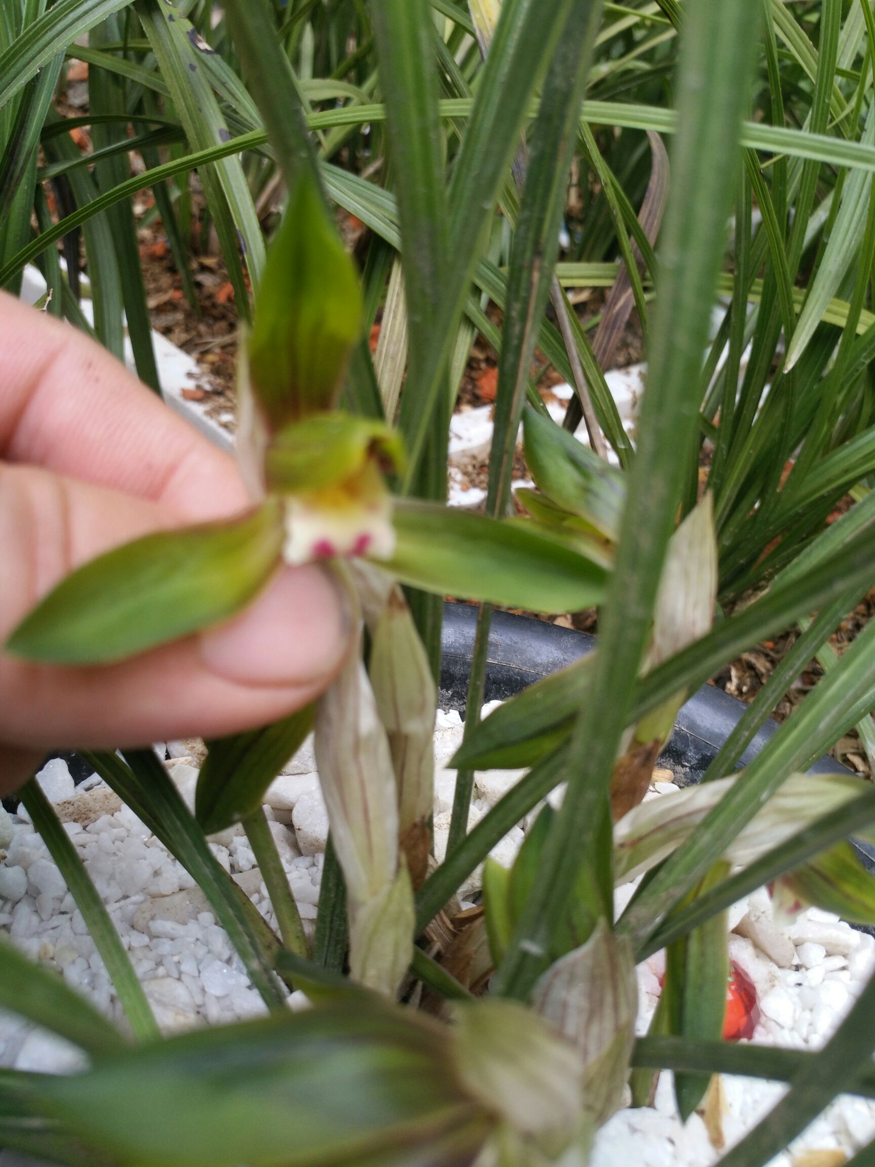 广玉兰 春兰名品