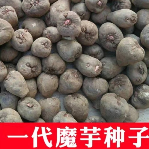 南华县魔芋种子  魔芋种 喜欢种植魔芋的老板，可以进来看看