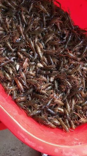 启东市 龙虾苗出售
