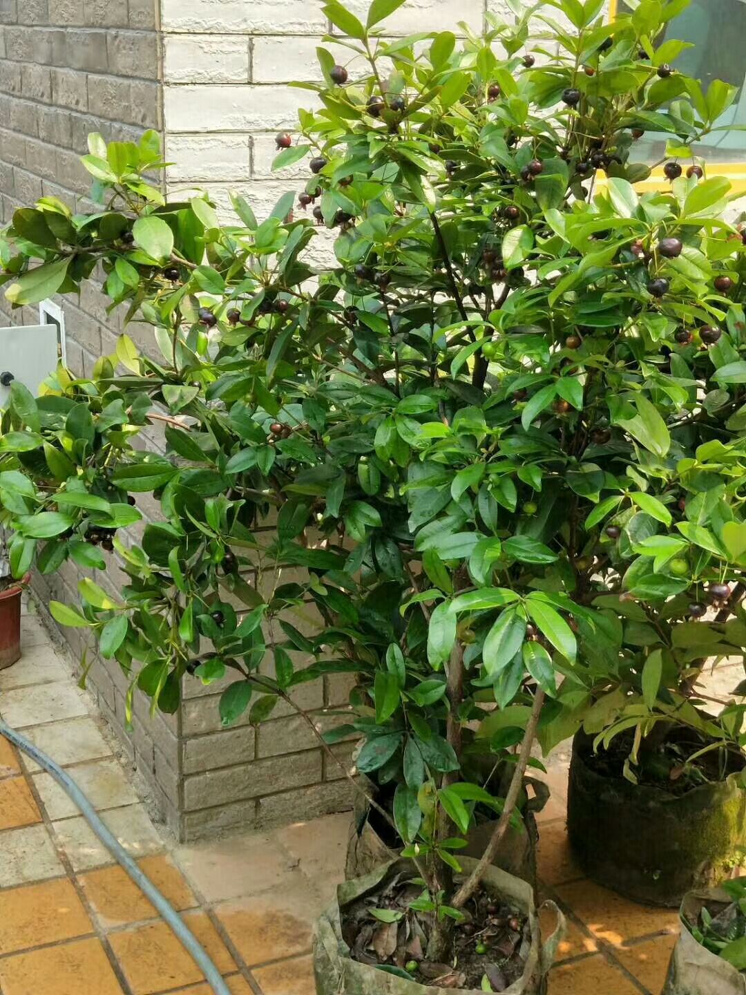 广西钦州灵山县 巴西樱桃苗 七天内行情趋势图