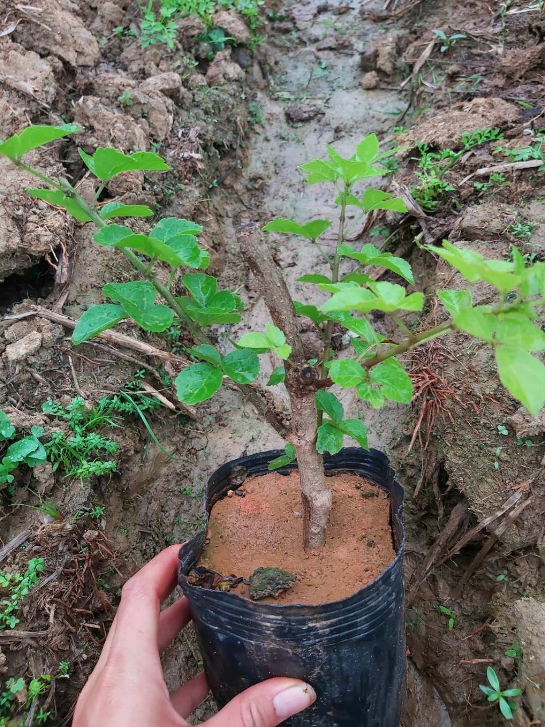  簕菜苗，场地农户直销，袋苗，地苗