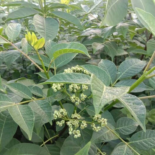 万载县吴茱萸苗 中花吴茱萸树苗