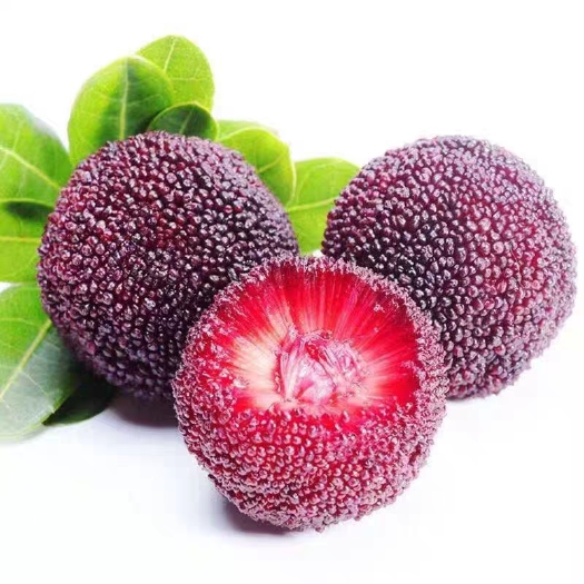 平邑县嫁接东魁杨梅树苗南方北方种植果树苗当年结果杨梅苗