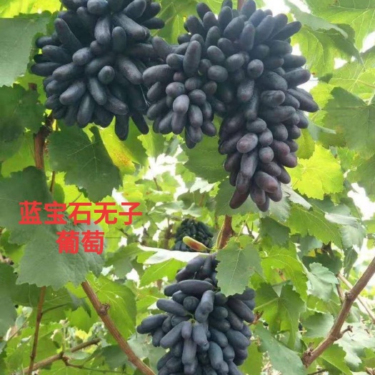 平邑县蓝宝石葡萄苗 蓝宝石葡萄，当年种植，当年结果