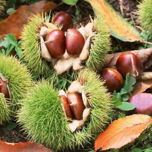 平邑县 大红袍板栗苗，精品苗