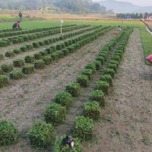 四会市十成大叶油草低价出售