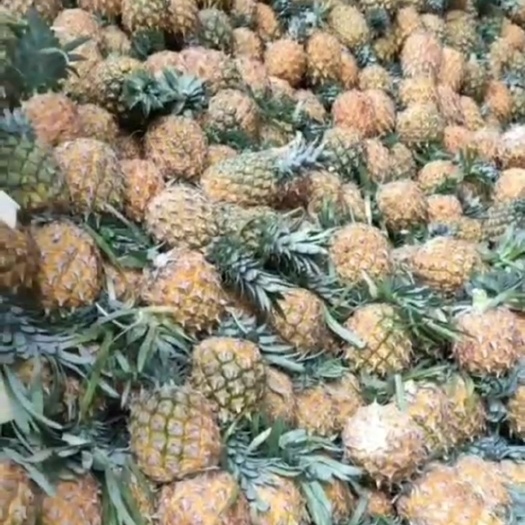 邯郸 云南香水小菠萝