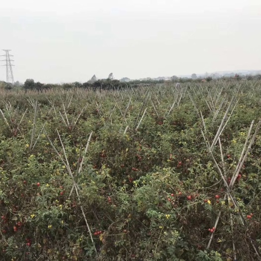 百色 原产地圣女果