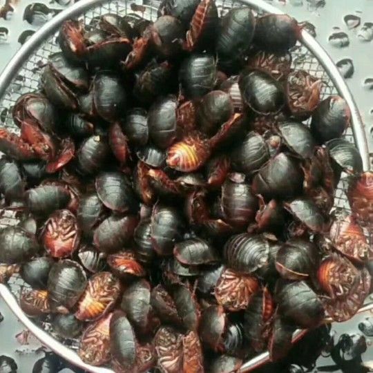 美洲大蠊  土元种苗，质量保证，包补包换。