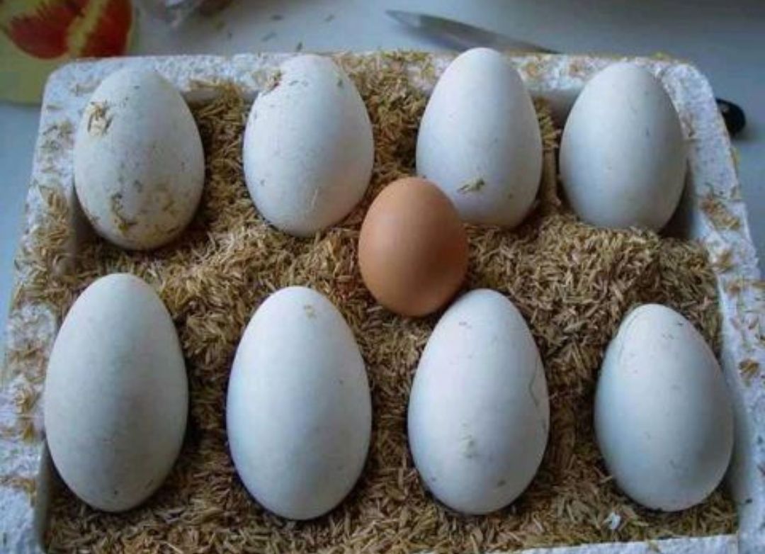 天鹅蛋的做法，天鹅蛋怎么做好吃，天鹅蛋的家常-蛋怎么做好吃，天鹅蛋的家常做法