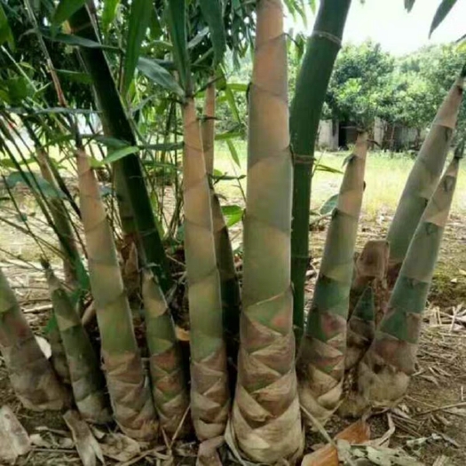 麻竹苗