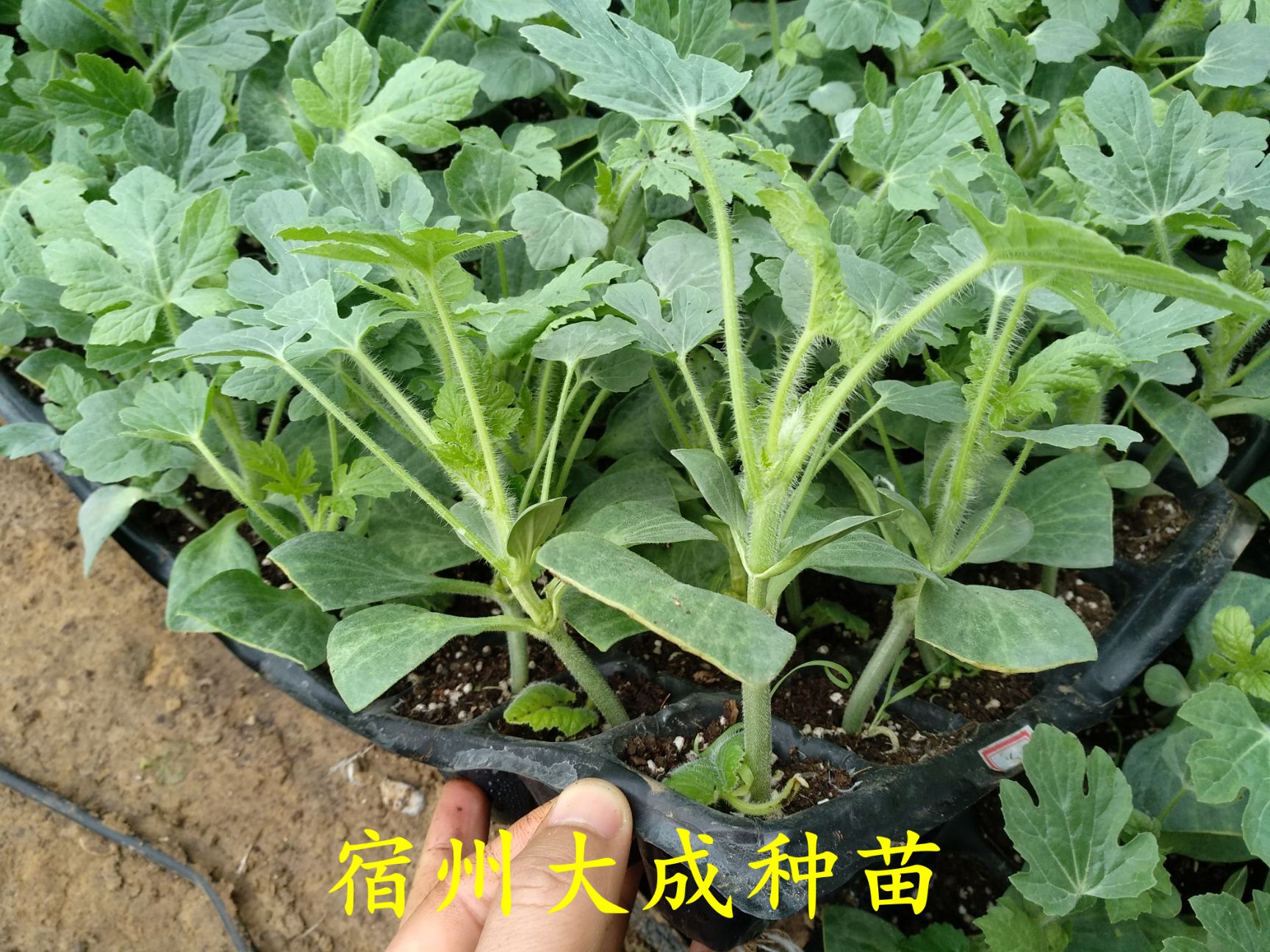 早佳8424西瓜苗  8424西瓜苗