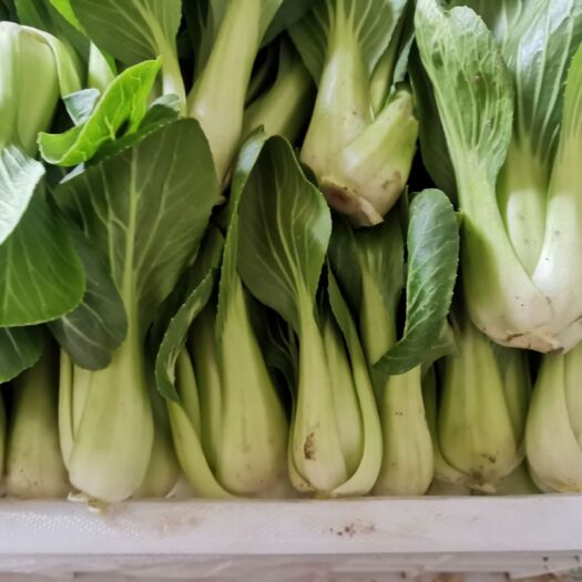 沈丘县油菜 青菜便宜处理给钱就卖