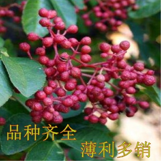 大红袍花椒苗 大红袍花椒，现挖保湿发货。南北适 宜包邮包成活