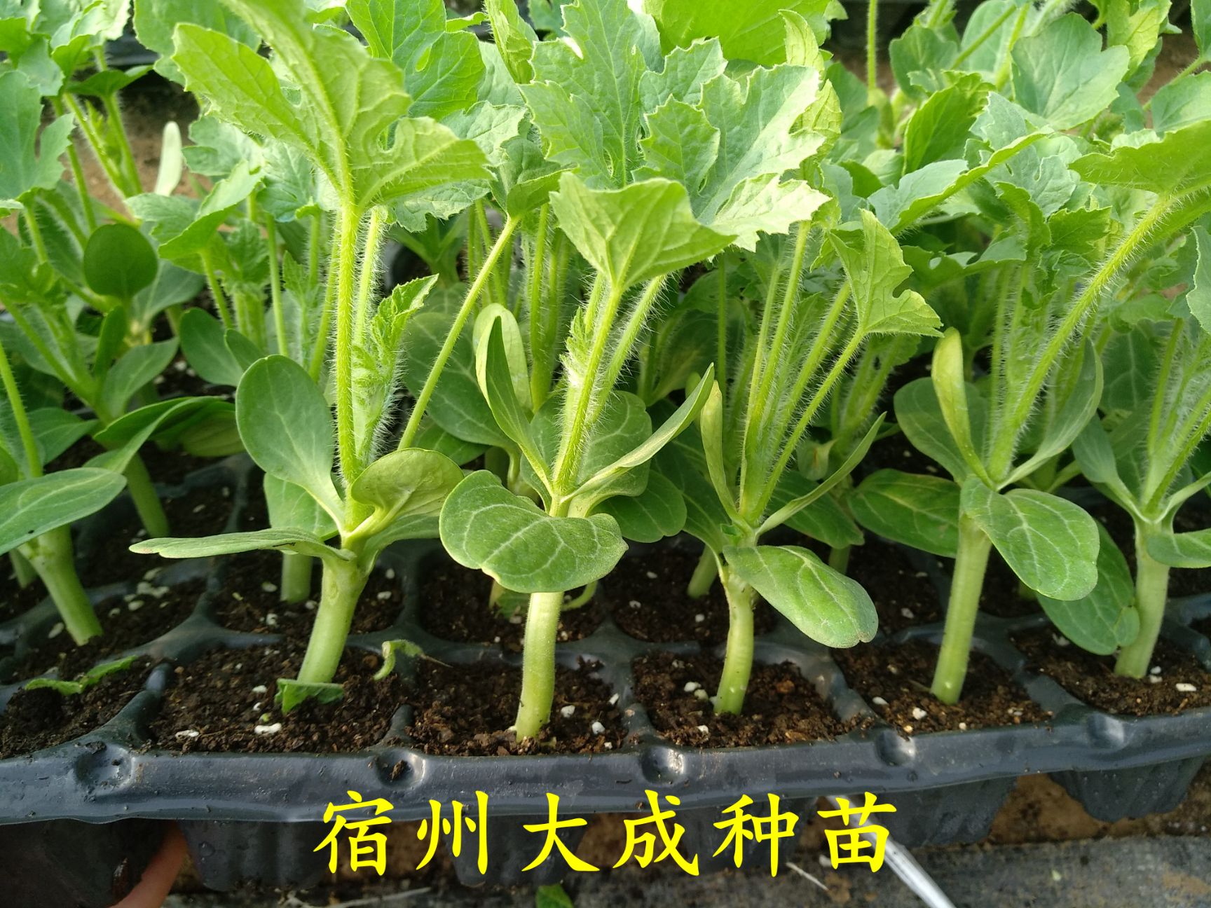 早佳8424西瓜苗  8424西瓜苗