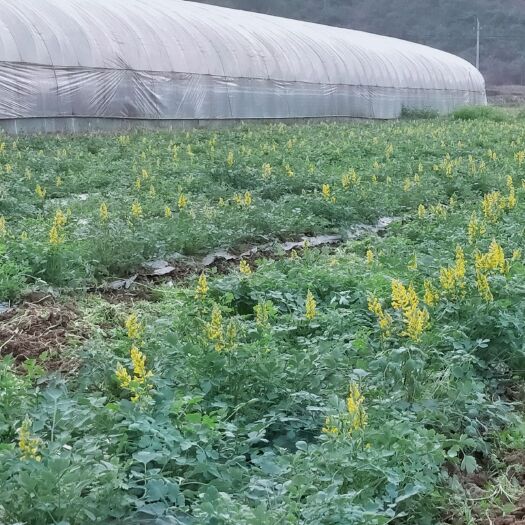 东兰县岩黄连 岩黄莲技术种植