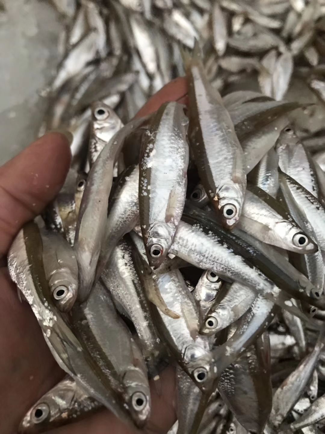 白条鱼 冰鲜开肚白条