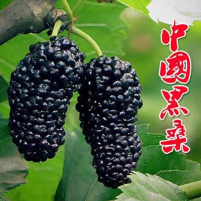 平邑县长果桑苗  优质桑树苗 长桑苗短桑苗保真基地直销 提供技术指导 包邮
