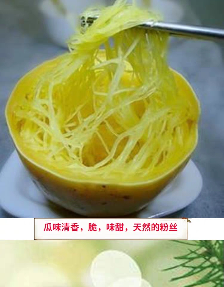 金丝搅瓜种子 金丝绞瓜种子搅瓜种子四季蔬菜种子观赏果蔬天然
