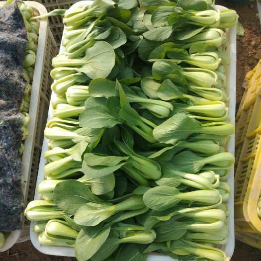 商丘 冬王小青菜