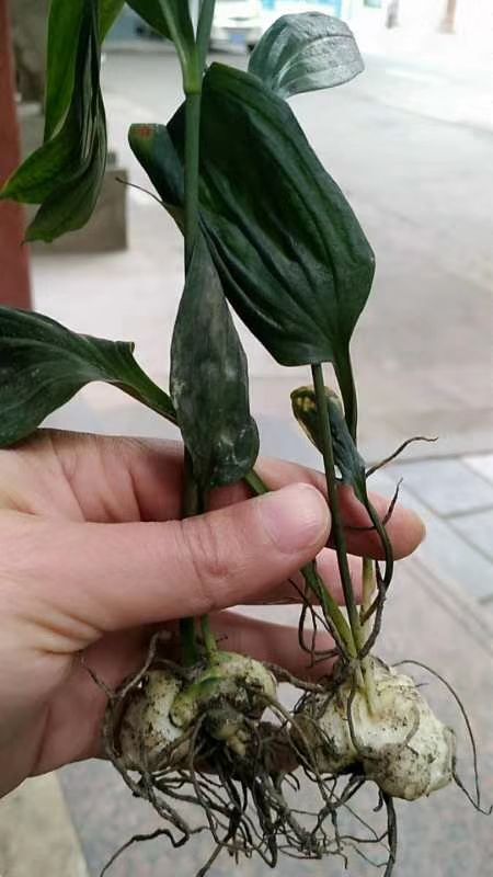 重庆市黄精种苗 正宗多花不倒苗姜型大黄精
