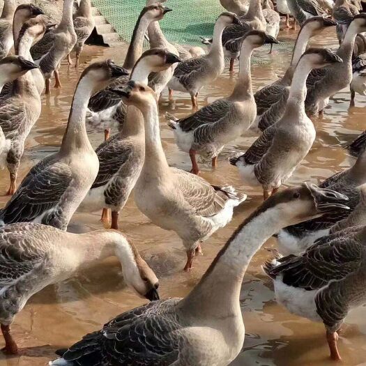 南宁 大白沙鹅苗，包成活率，包打疫苗.包路损