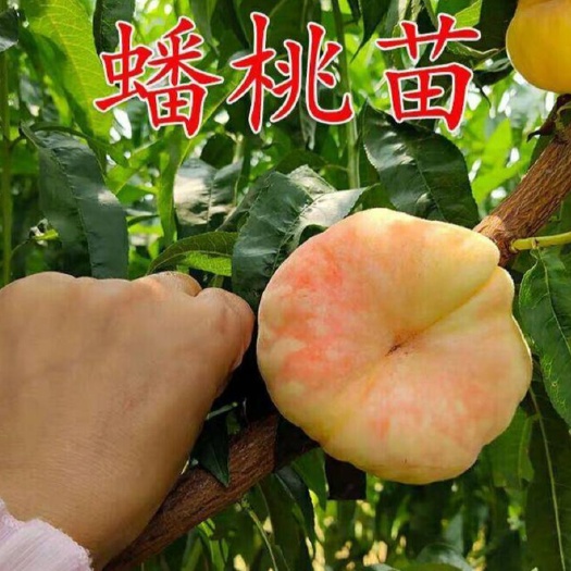 平邑县 中油蟠7号桃苗