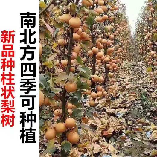 平邑县 柱状梨苗 基地直供 死苗补发 保证品种 量大优惠