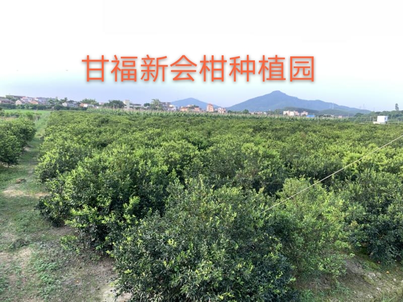 新会 三年陈陈皮青皮