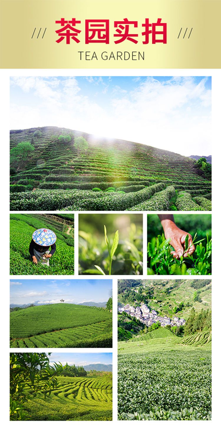  【买一斤送半斤】茶叶绿茶2019新茶高山云雾浓香日照绿茶袋