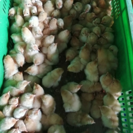 广州三黄鸡苗  农科院1.5，岭南黄1.5，广西黄，三黄鸡