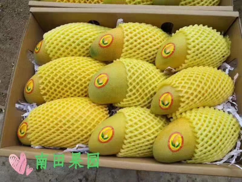  三亚南田农场自家果园直销甜宝宝芒果kd.dh.cx/a5b