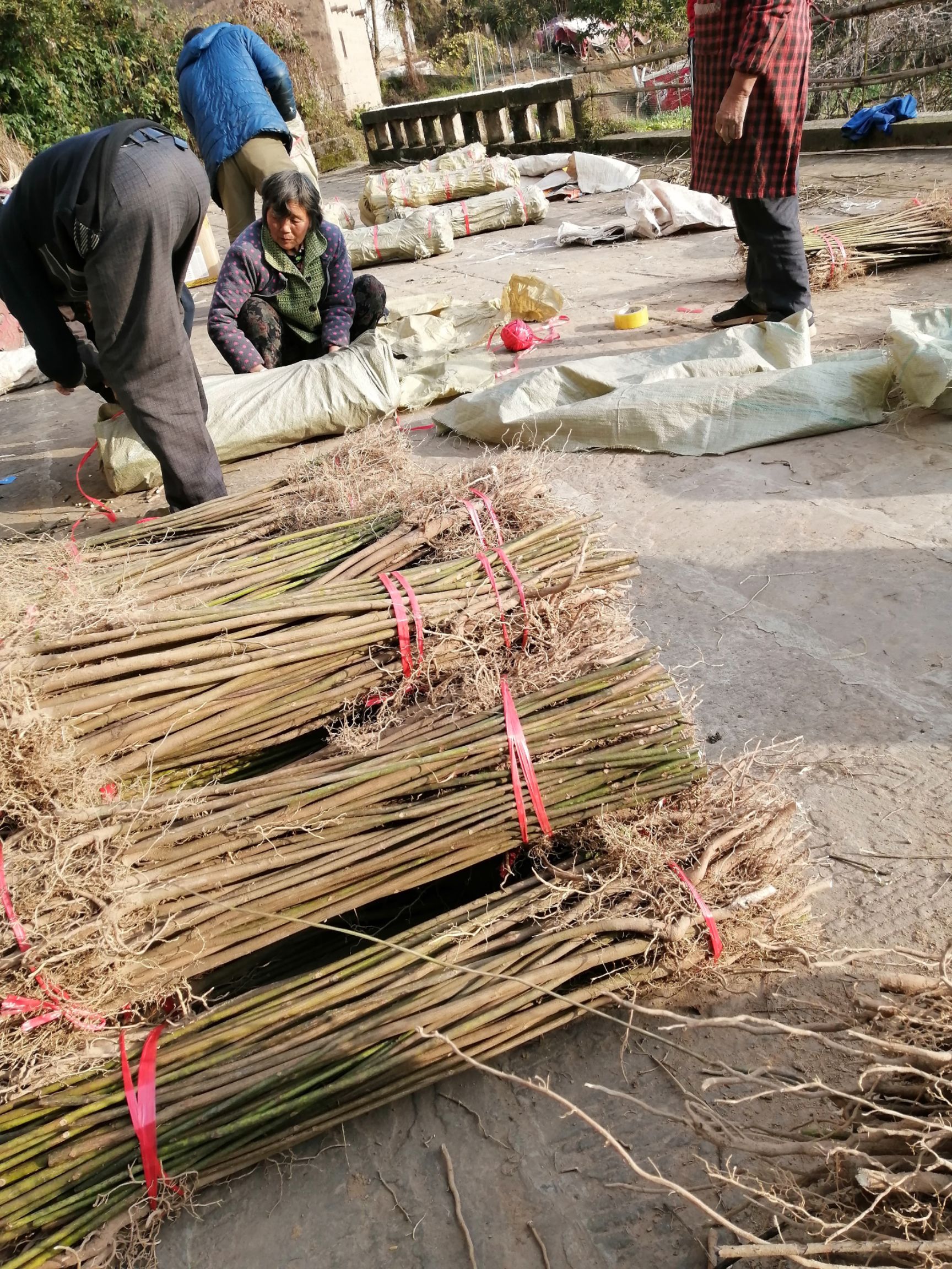 油桐树苗常年大量直供，买油桐苗请选择重庆俊尧专业油桐培育公司