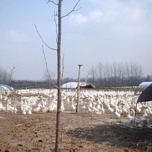 固镇县 大量大白鹅，需要的可以联系，直接拉走！