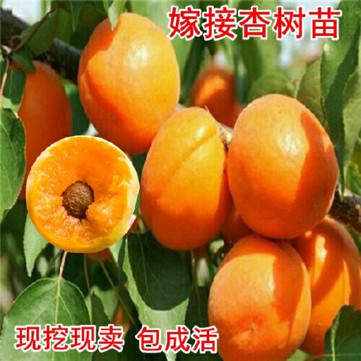 平邑县 杏树苗，嫁接杏树苗，