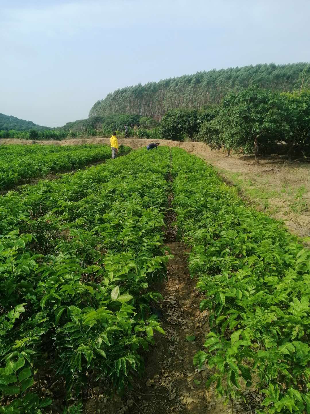 黑黄皮果苗  黑黄皮速长苗大量出售