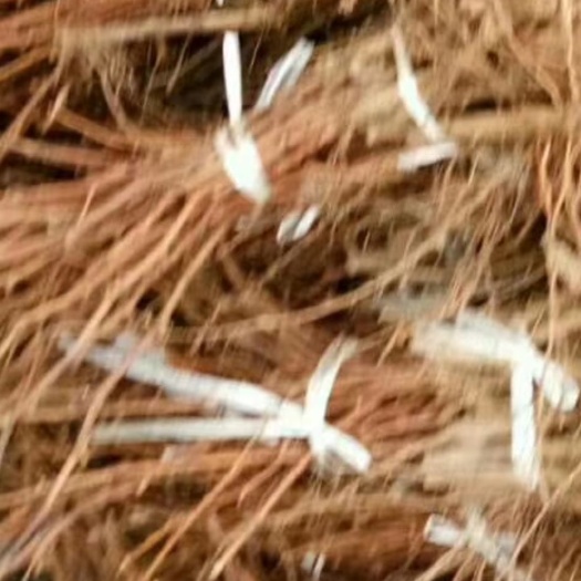 永清县 A09葡萄苗和枝条，口感好翠甜无核，有奶香味