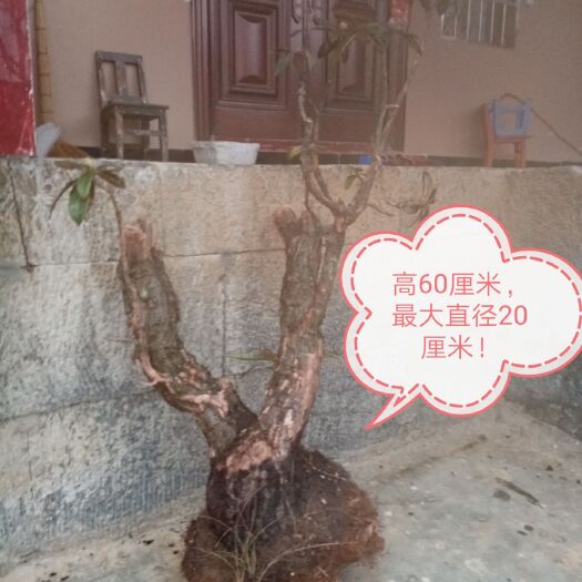 文山市马缨杜鹃 0.5~1米