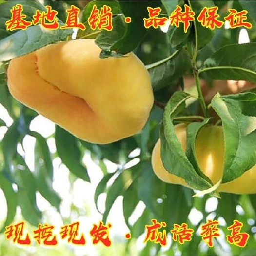 平邑县黄桃苗  黄金油蟠桃苗，基地直发，包品种，全国保湿发货