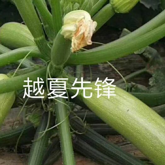 青州市绿皮西葫芦种子 引进越夏西葫芦品种，耐热，抗病毒性强，瓜条油绿，