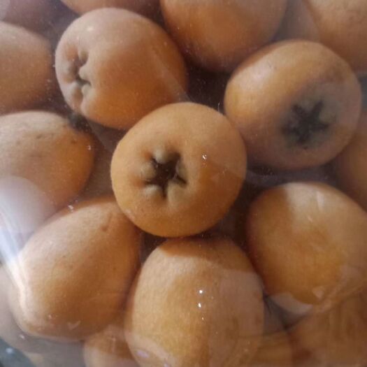德昌县 凉山无公害枇杷