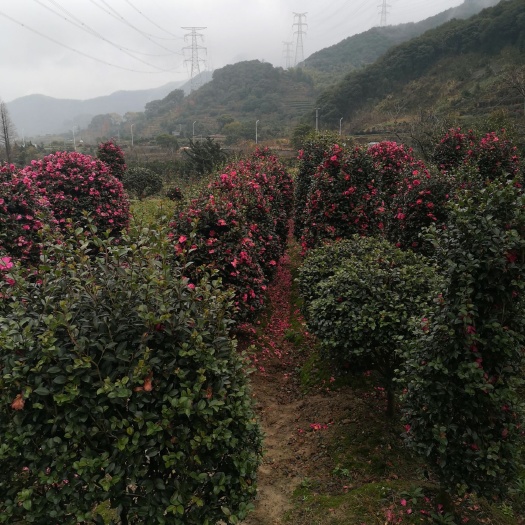 宁波茶梅 货源充足，质量好
