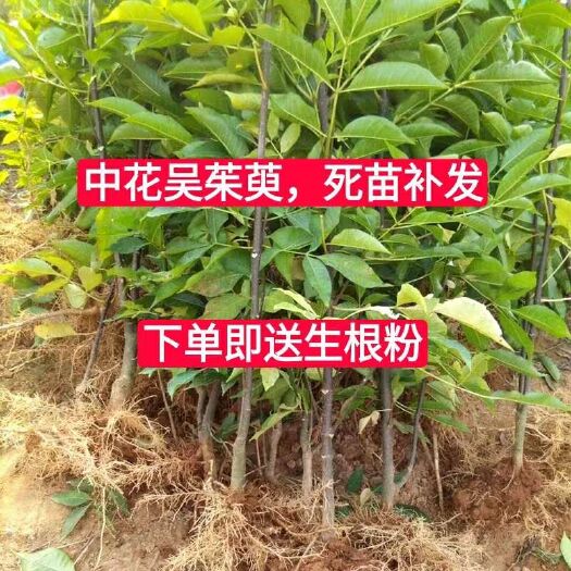 郎溪县吴茱萸种子 吴茱萸200棵700