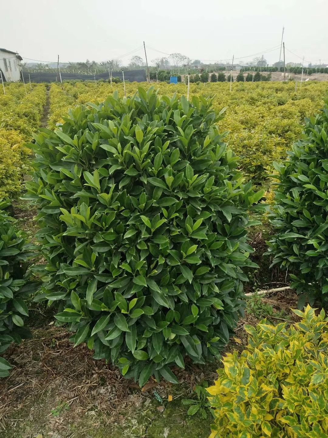 非洲茉莉  大量现货，价格可谈 欢迎各位老总下单