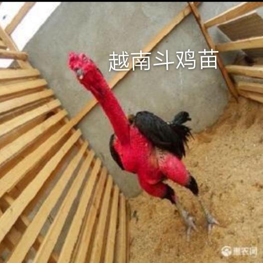 南宁斗鸡苗 统货