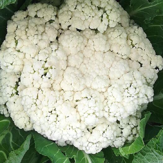 天门市花椰菜 加油武汉。加油中国。