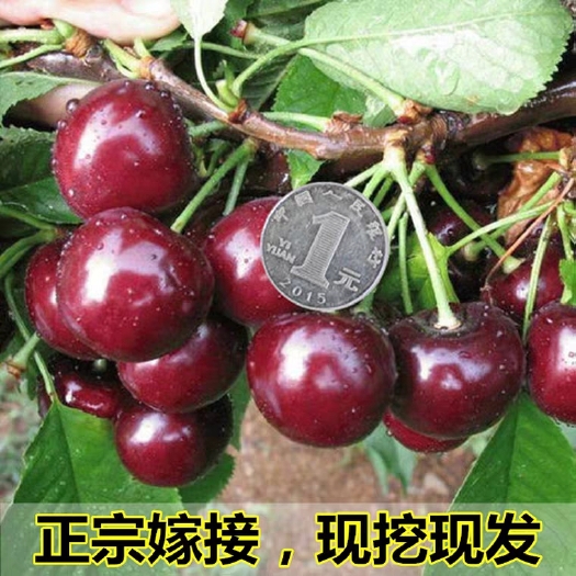 平邑县大红灯樱桃  嫁接大红灯樱桃苗 基地直发 量大优惠