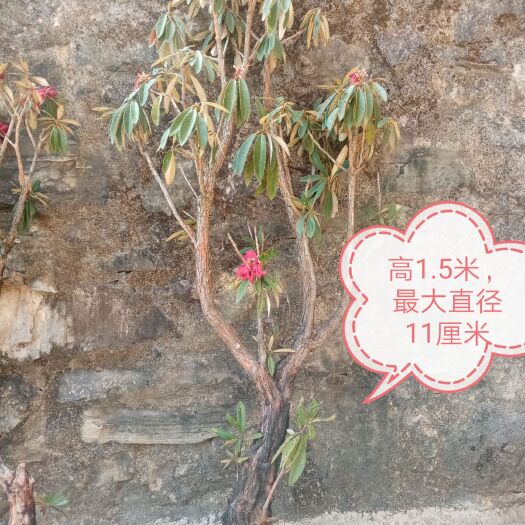 文山市马缨杜鹃 出售马缨花