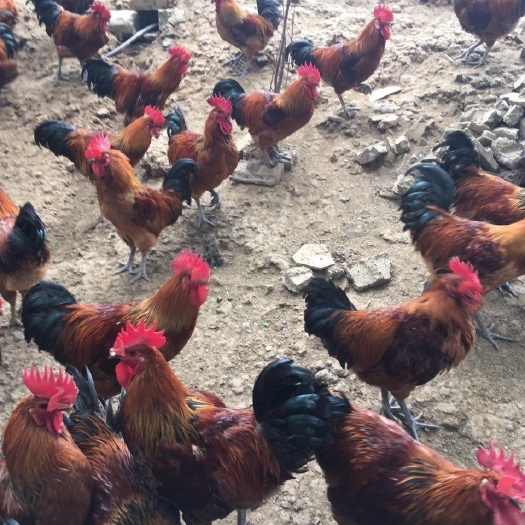 南宁清远麻鸡苗 黄脚麻鸡土鸡苗 土鸡活苗 养殖包指导包打疫苗