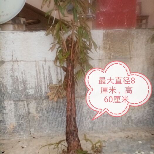 文山市马缨杜鹃 1~1.5米